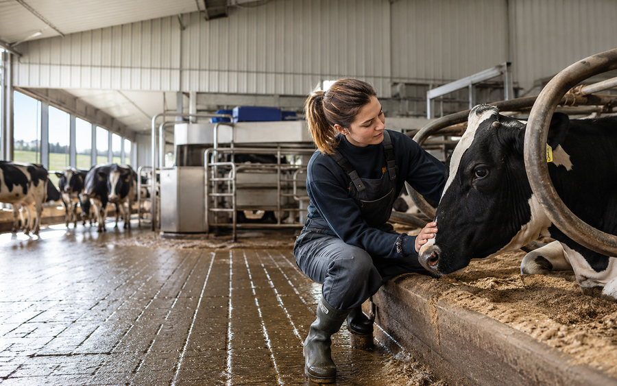 Agricultural – Dairy Herdsperson working safely in a representative workplace